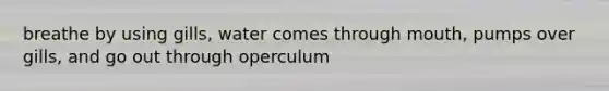 breathe by using gills, water comes through mouth, pumps over gills, and go out through operculum