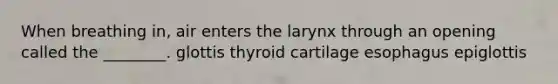 When breathing in, air enters the larynx through an opening called the ________. glottis thyroid cartilage esophagus epiglottis