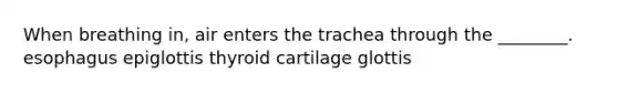 When breathing in, air enters the trachea through the ________. esophagus epiglottis thyroid cartilage glottis