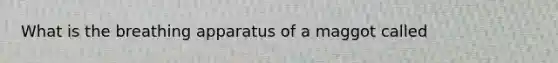 What is the breathing apparatus of a maggot called