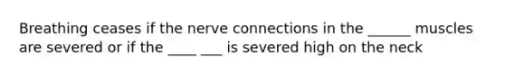 Breathing ceases if the nerve connections in the ______ muscles are severed or if the ____ ___ is severed high on the neck