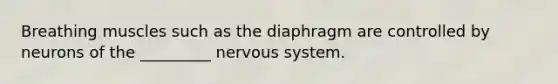 Breathing muscles such as the diaphragm are controlled by neurons of the _________ nervous system.