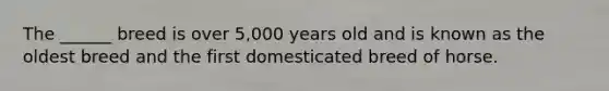 The ______ breed is over 5,000 years old and is known as the oldest breed and the first domesticated breed of horse.