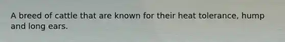 A breed of cattle that are known for their heat tolerance, hump and long ears.