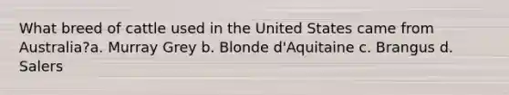 What breed of cattle used in the United States came from Australia?a. Murray Grey b. Blonde d'Aquitaine c. Brangus d. Salers