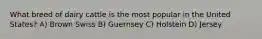 What breed of dairy cattle is the most popular in the United States? A) Brown Swiss B) Guernsey C) Holstein D) Jersey