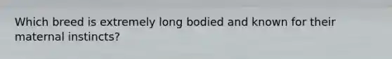 Which breed is extremely long bodied and known for their maternal instincts?