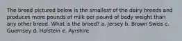 The breed pictured below is the smallest of the dairy breeds and produces more pounds of milk per pound of body weight than any other breed. What is the breed? a. Jersey b. Brown Swiss c. Guernsey d. Holstein e. Ayrshire