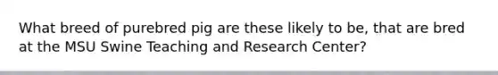 What breed of purebred pig are these likely to be, that are bred at the MSU Swine Teaching and Research Center?