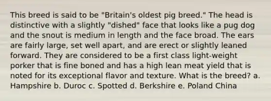 This breed is said to be "Britain's oldest pig breed." The head is distinctive with a slightly "dished" face that looks like a pug dog and the snout is medium in length and the face broad. The ears are fairly large, set well apart, and are erect or slightly leaned forward. They are considered to be a first class light-weight porker that is fine boned and has a high lean meat yield that is noted for its exceptional flavor and texture. What is the breed? a. Hampshire b. Duroc c. Spotted d. Berkshire e. Poland China