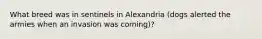 What breed was in sentinels in Alexandria (dogs alerted the armies when an invasion was coming)?