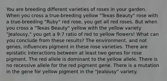 You are breeding different varieties of roses in your garden. When you cross a true-breeding yellow "Texas Beauty" rose with a true-breeding "Ruby" red rose, you get all red roses. But when you cross a "Texas Beauty" yellow with the yellow variety "Jealousy," you get a 9:7 ratio of red to yellow flowers! What can you conclude from these results? The environment, and not genes, influences pigment in these rose varieties. There are epistatic interactions between at least two genes for rose pigment. The red allele is dominant to the yellow allele. There is no recessive allele for the red pigment gene. There is a mutation in the gene for yellow pigment in the "Jealousy" variety.