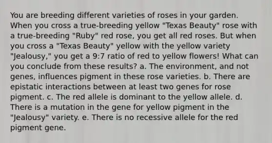 You are breeding different varieties of roses in your garden. When you cross a true-breeding yellow "Texas Beauty" rose with a true-breeding "Ruby" red rose, you get all red roses. But when you cross a "Texas Beauty" yellow with the yellow variety "Jealousy," you get a 9:7 ratio of red to yellow flowers! What can you conclude from these results? a. The environment, and not genes, influences pigment in these rose varieties. b. There are epistatic interactions between at least two genes for rose pigment. c. The red allele is dominant to the yellow allele. d. There is a mutation in the gene for yellow pigment in the "Jealousy" variety. e. There is no recessive allele for the red pigment gene.