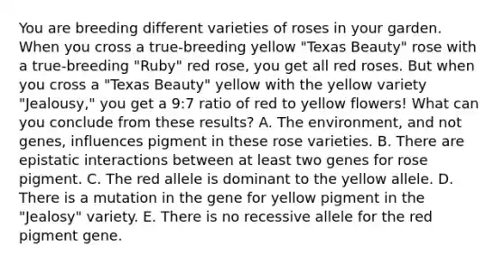 You are breeding different varieties of roses in your garden. When you cross a true-breeding yellow "Texas Beauty" rose with a true-breeding "Ruby" red rose, you get all red roses. But when you cross a "Texas Beauty" yellow with the yellow variety "Jealousy," you get a 9:7 ratio of red to yellow flowers! What can you conclude from these results? A. The environment, and not genes, influences pigment in these rose varieties. B. There are epistatic interactions between at least two genes for rose pigment. C. The red allele is dominant to the yellow allele. D. There is a mutation in the gene for yellow pigment in the "Jealosy" variety. E. There is no recessive allele for the red pigment gene.