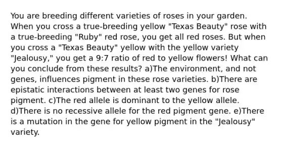 You are breeding different varieties of roses in your garden. When you cross a true-breeding yellow "Texas Beauty" rose with a true-breeding "Ruby" red rose, you get all red roses. But when you cross a "Texas Beauty" yellow with the yellow variety "Jealousy," you get a 9:7 ratio of red to yellow flowers! What can you conclude from these results? a)The environment, and not genes, influences pigment in these rose varieties. b)There are epistatic interactions between at least two genes for rose pigment. c)The red allele is dominant to the yellow allele. d)There is no recessive allele for the red pigment gene. e)There is a mutation in the gene for yellow pigment in the "Jealousy" variety.