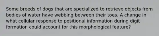 Some breeds of dogs that are specialized to retrieve objects from bodies of water have webbing between their toes. A change in what cellular response to positional information during digit formation could account for this morphological feature?