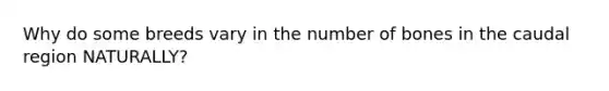 Why do some breeds vary in the number of bones in the caudal region NATURALLY?