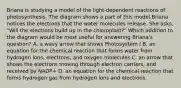 Briana is studying a model of the light-dependent reactions of photosynthesis. The diagram shows a part of this model.Briana notices the electrons that the water molecules release. She asks, "Will the electrons build up in the chloroplast?" Which addition to the diagram would be most useful for answering Briana's question? A. a wavy arrow that shows Photosystem I B. an equation for the chemical reaction that forms water from hydrogen ions, electrons, and oxygen molecules C. an arrow that shows the electrons moving through electron carriers, and received by NADP+ D. an equation for the chemical reaction that forms hydrogen gas from hydrogen ions and electrons