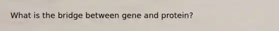 What is the bridge between gene and protein?