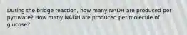 During the bridge reaction, how many NADH are produced per pyruvate? How many NADH are produced per molecule of glucose?