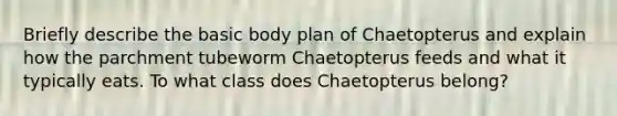 Briefly describe the basic body plan of Chaetopterus and explain how the parchment tubeworm Chaetopterus feeds and what it typically eats. To what class does Chaetopterus belong?