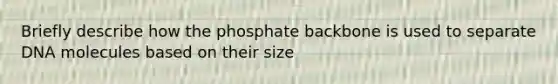 Briefly describe how the phosphate backbone is used to separate DNA molecules based on their size