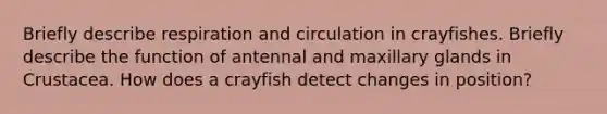 Briefly describe respiration and circulation in crayfishes. Briefly describe the function of antennal and maxillary glands in Crustacea. How does a crayfish detect changes in position?