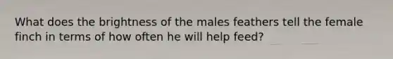 What does the brightness of the males feathers tell the female finch in terms of how often he will help feed?