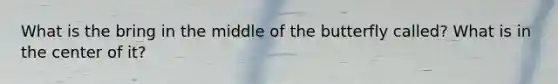 What is the bring in the middle of the butterfly called? What is in the center of it?