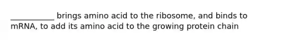 ___________ brings amino acid to the ribosome, and binds to mRNA, to add its amino acid to the growing protein chain
