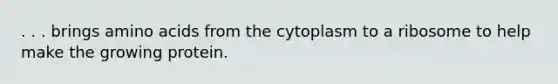 . . . brings amino acids from the cytoplasm to a ribosome to help make the growing protein.