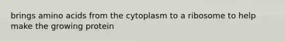 brings amino acids from the cytoplasm to a ribosome to help make the growing protein