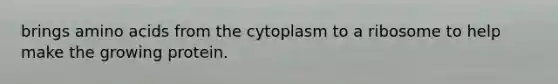 brings <a href='https://www.questionai.com/knowledge/k9gb720LCl-amino-acids' class='anchor-knowledge'>amino acids</a> from the cytoplasm to a ribosome to help make the growing protein.