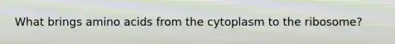 What brings amino acids from the cytoplasm to the ribosome?