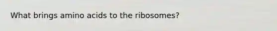 What brings amino acids to the ribosomes?