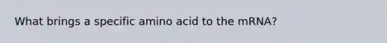 What brings a specific amino acid to the mRNA?