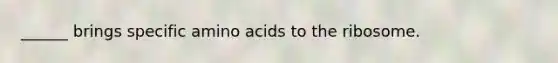 ______ brings specific amino acids to the ribosome.