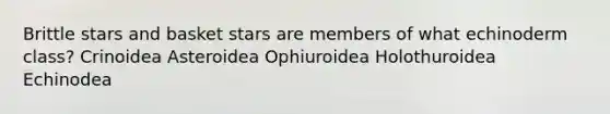 Brittle stars and basket stars are members of what echinoderm class? Crinoidea Asteroidea Ophiuroidea Holothuroidea Echinodea