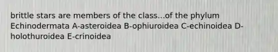 brittle stars are members of the class...of the phylum Echinodermata A-asteroidea B-ophiuroidea C-echinoidea D-holothuroidea E-crinoidea