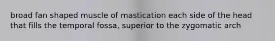 broad fan shaped muscle of mastication each side of the head that fills the temporal fossa, superior to the zygomatic arch