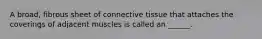 A broad, fibrous sheet of connective tissue that attaches the coverings of adjacent muscles is called an ______.