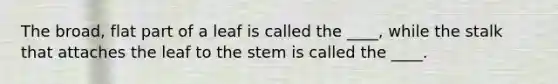 The broad, flat part of a leaf is called the ____, while the stalk that attaches the leaf to the stem is called the ____.