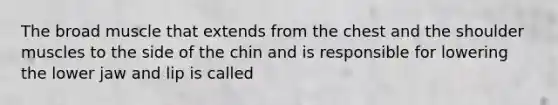 The broad muscle that extends from the chest and the shoulder muscles to the side of the chin and is responsible for lowering the lower jaw and lip is called