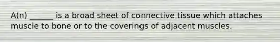 A(n) ______ is a broad sheet of connective tissue which attaches muscle to bone or to the coverings of adjacent muscles.