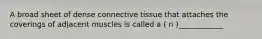 A broad sheet of dense connective tissue that attaches the coverings of adjacent muscles is called a ( n )____________