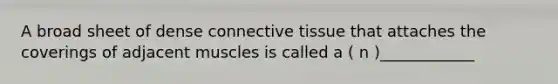 A broad sheet of dense connective tissue that attaches the coverings of adjacent muscles is called a ( n )____________