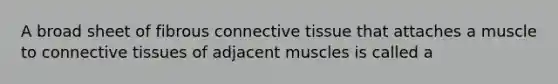 A broad sheet of fibrous connective tissue that attaches a muscle to connective tissues of adjacent muscles is called a