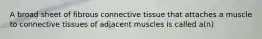 A broad sheet of fibrous connective tissue that attaches a muscle to connective tissues of adjacent muscles is called a(n)