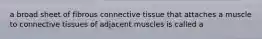 a broad sheet of fibrous connective tissue that attaches a muscle to connective tissues of adjacent muscles is called a