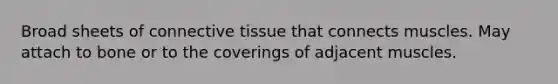 Broad sheets of connective tissue that connects muscles. May attach to bone or to the coverings of adjacent muscles.